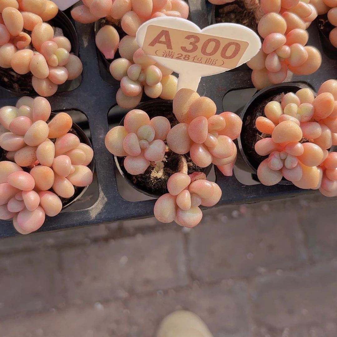 A300先锋派一物一拍