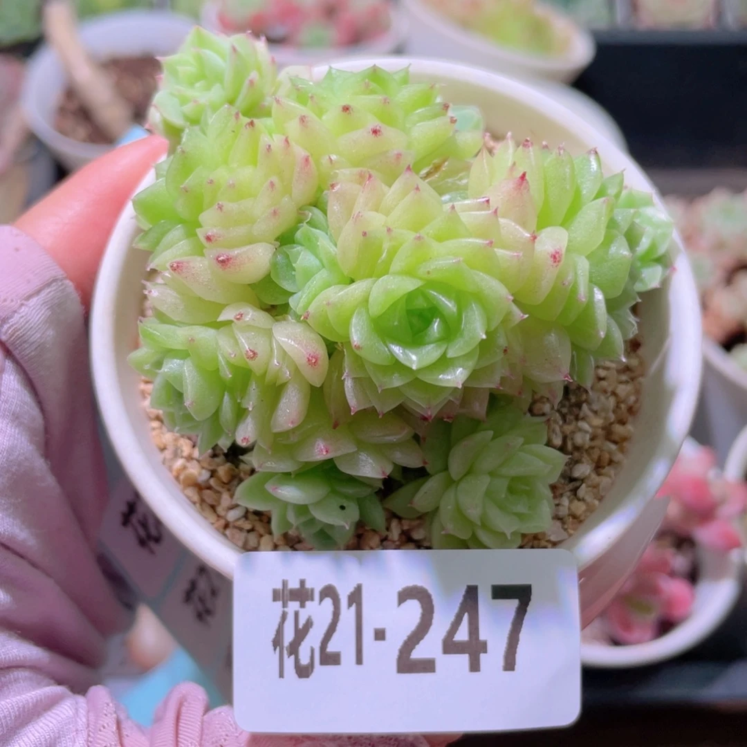 花利美21-247麦秆群