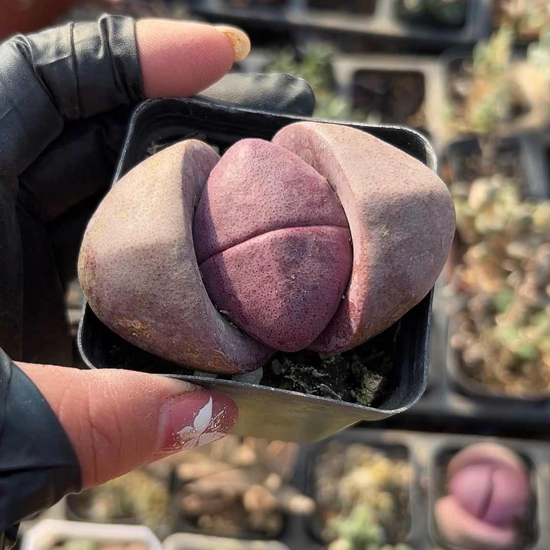 多肉植物紫帝玉元宝