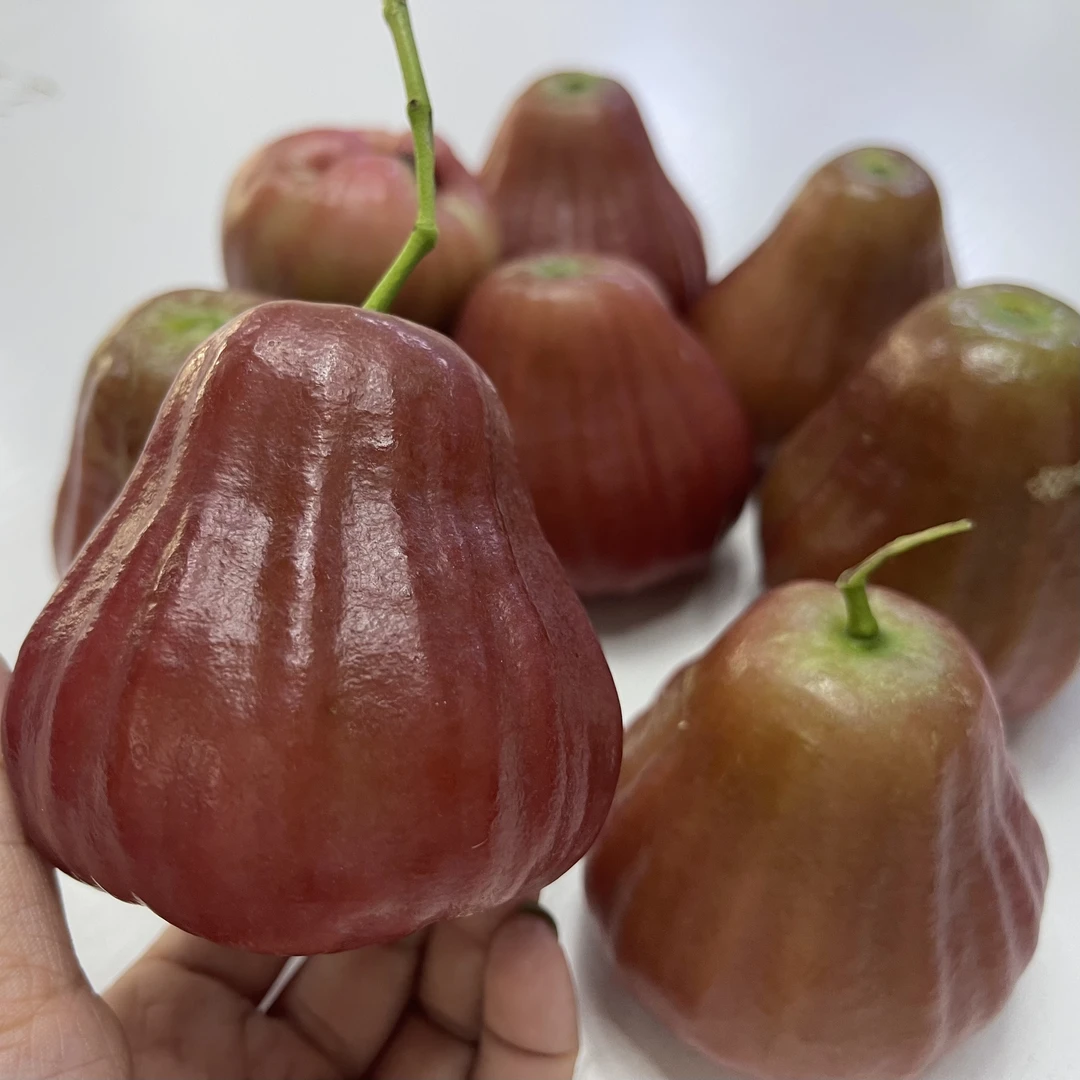 黑糖芭比莲雾苗嫁接树多季开花结大果甜