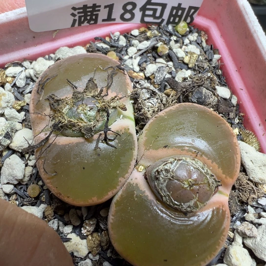 【闪购商品】 352。