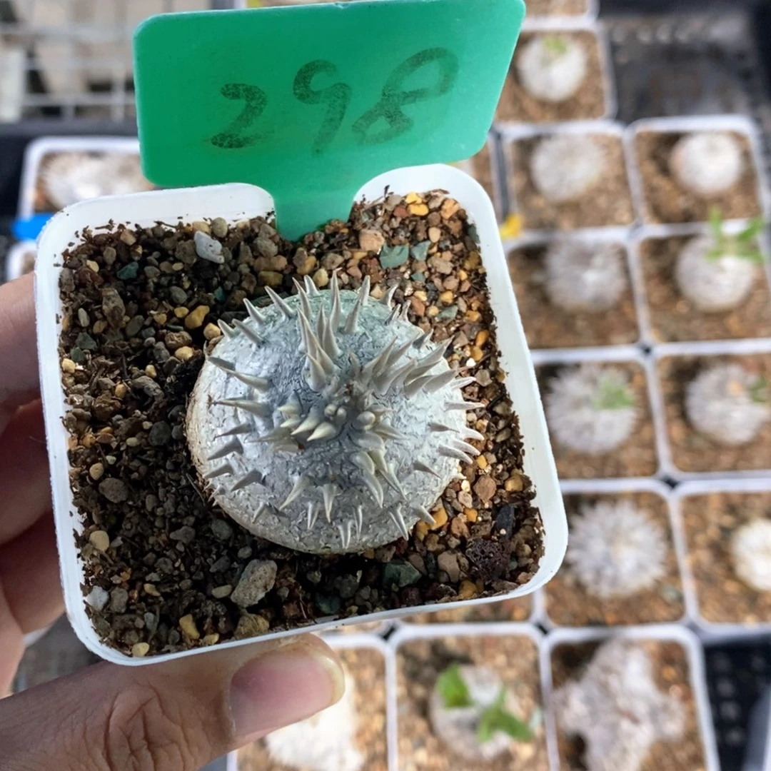 惠比大黑多肉植物