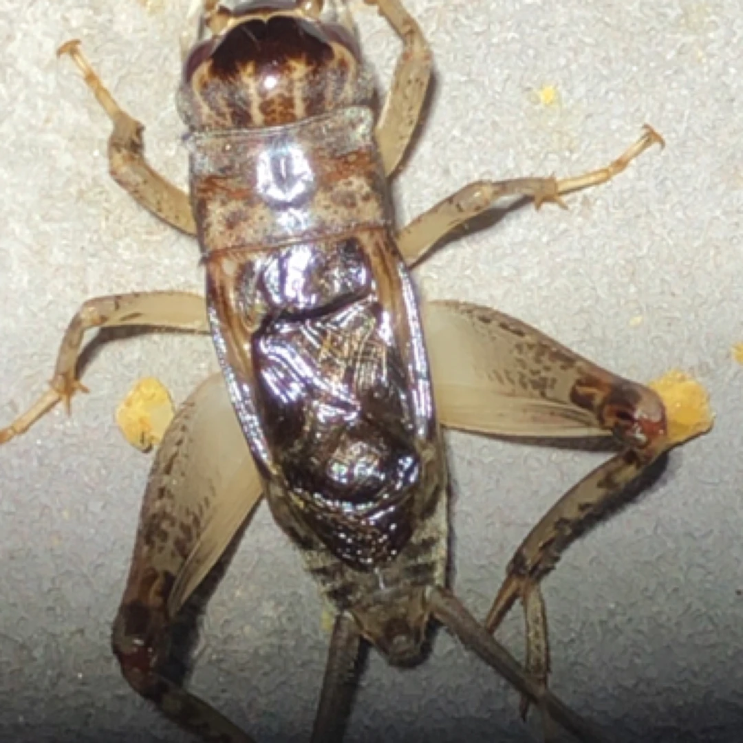 冬虫蛐蛐 白虫蟋蟀模型标本