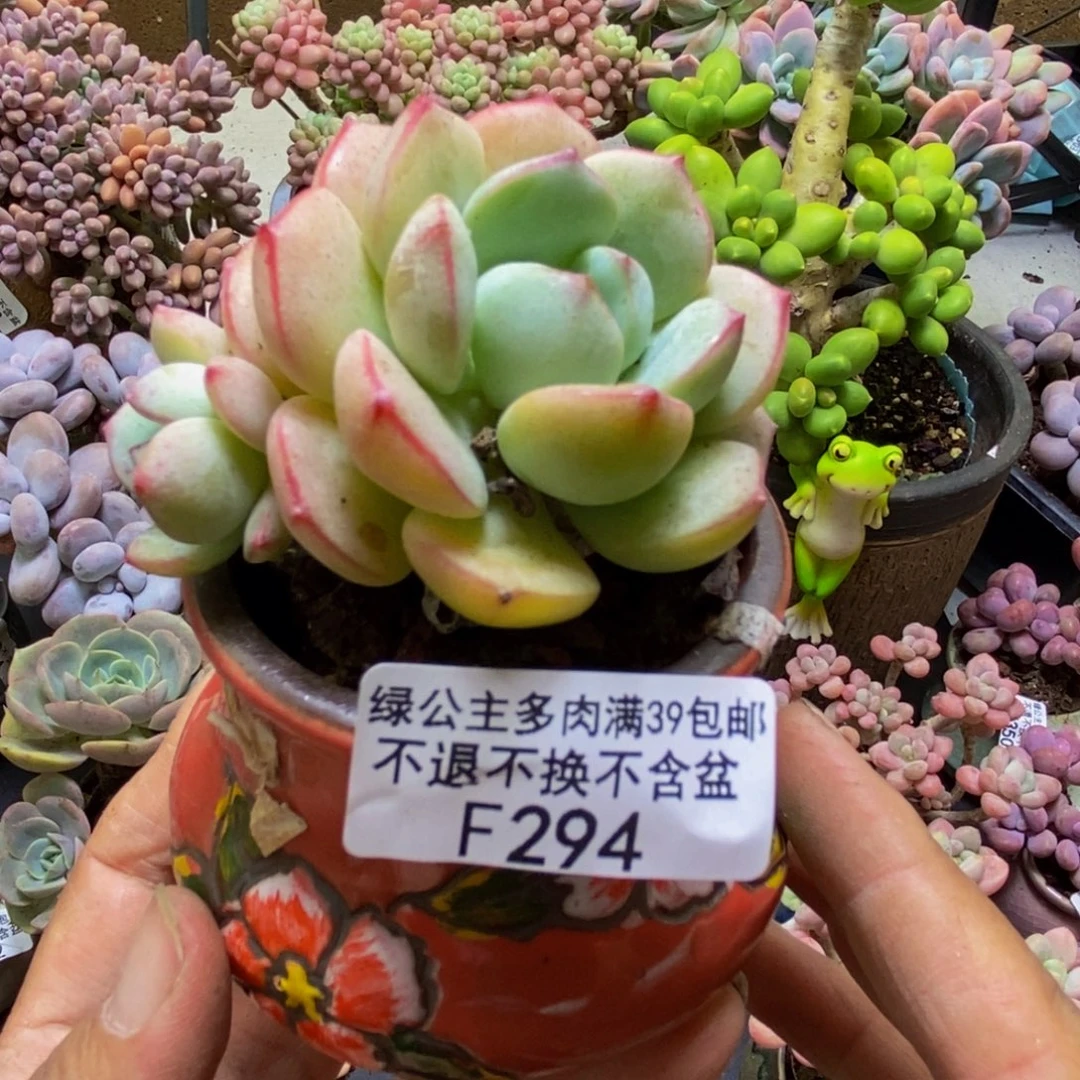 294香草6cm多肉植物
