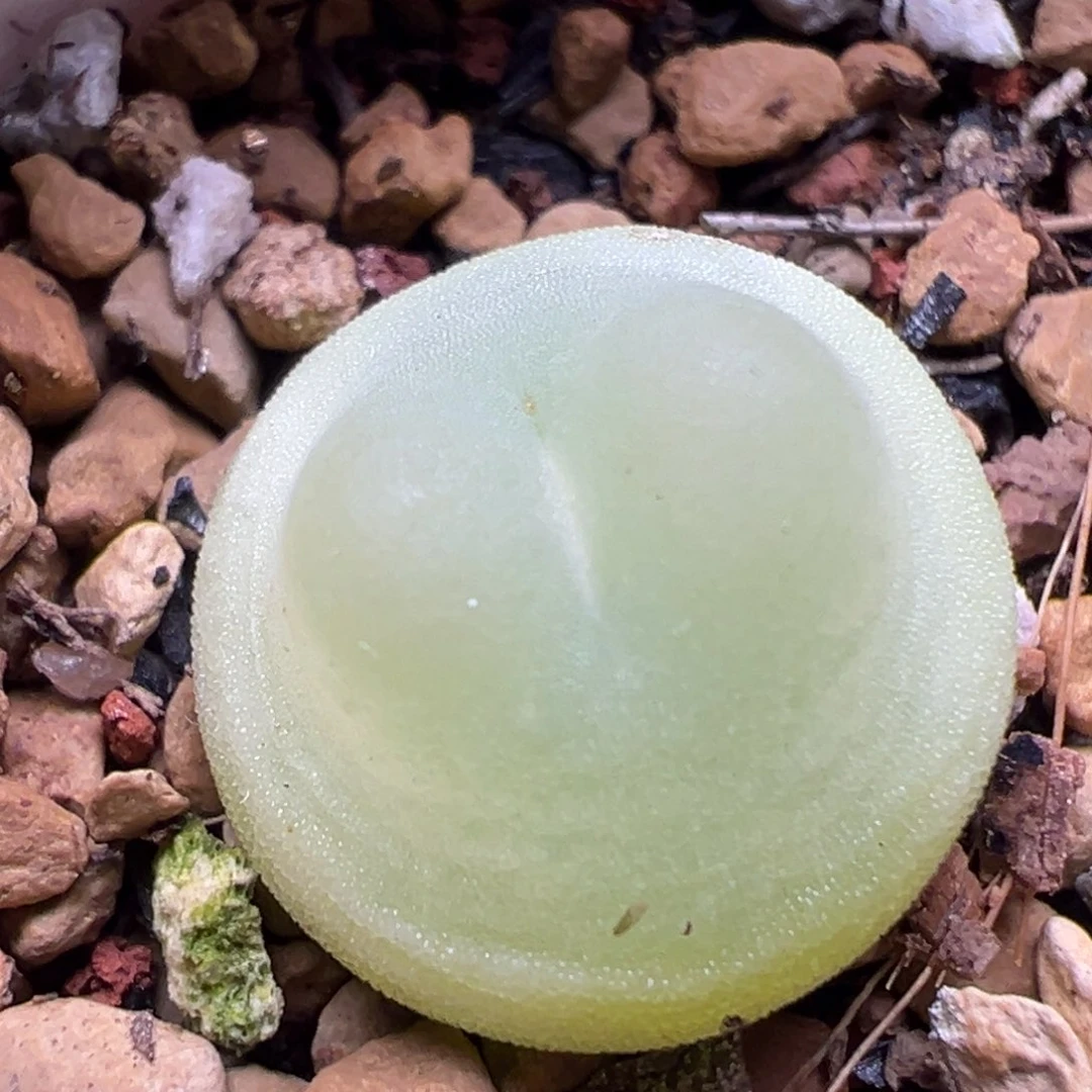 01日系拉登母本一物一拍