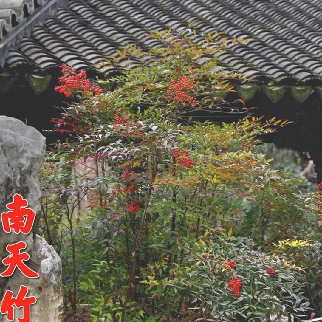 南天竹盆栽 观叶植物