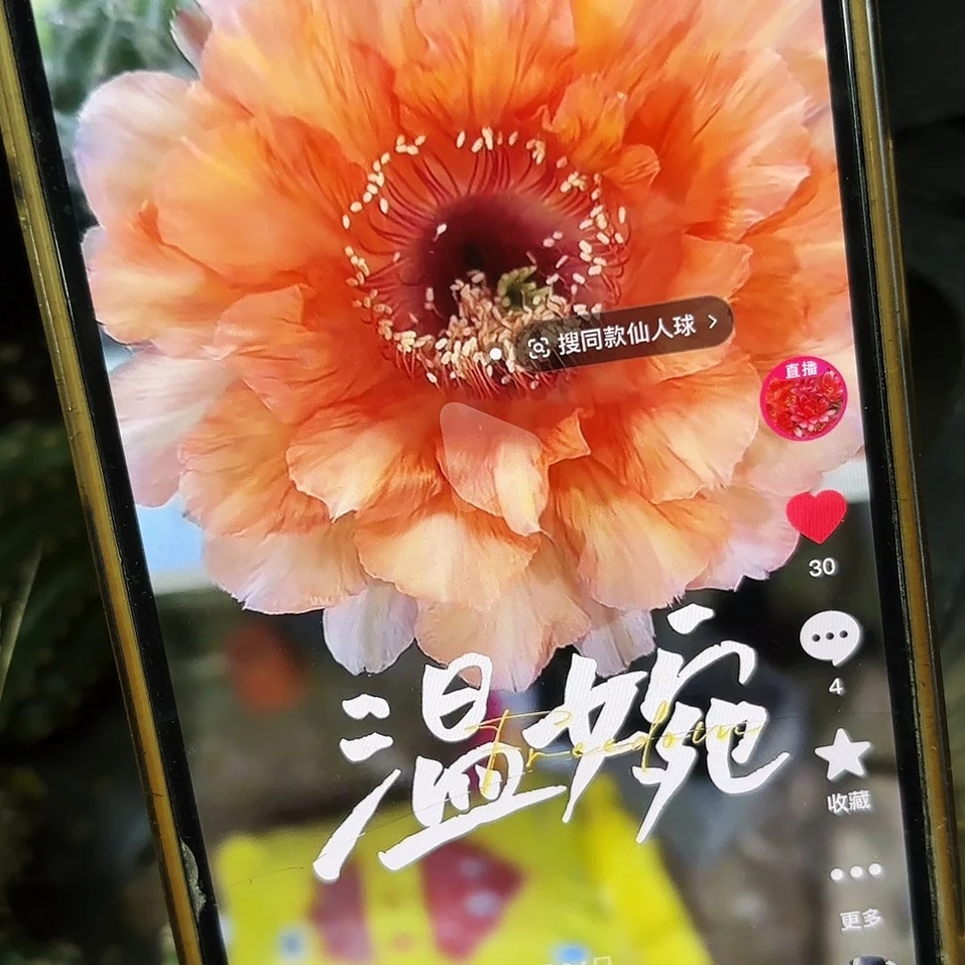 温婉彩侧牙20包邮仙人球40