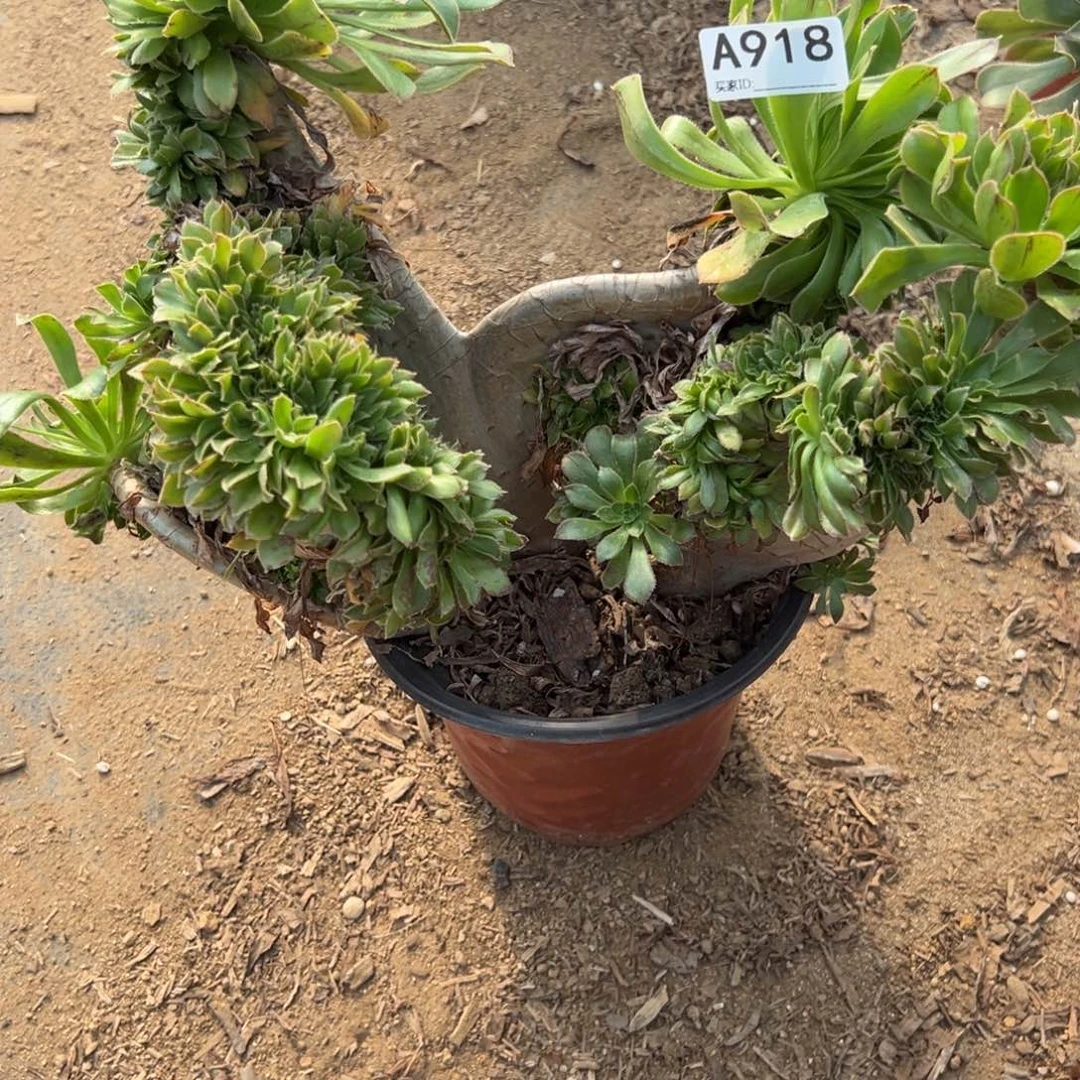 918绿法师缀化多肉植物法师