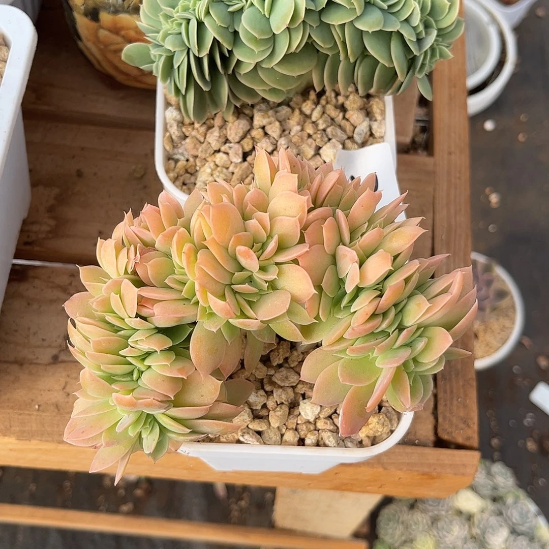 小***儿9.5-3丝绸 辛纳塔1111111