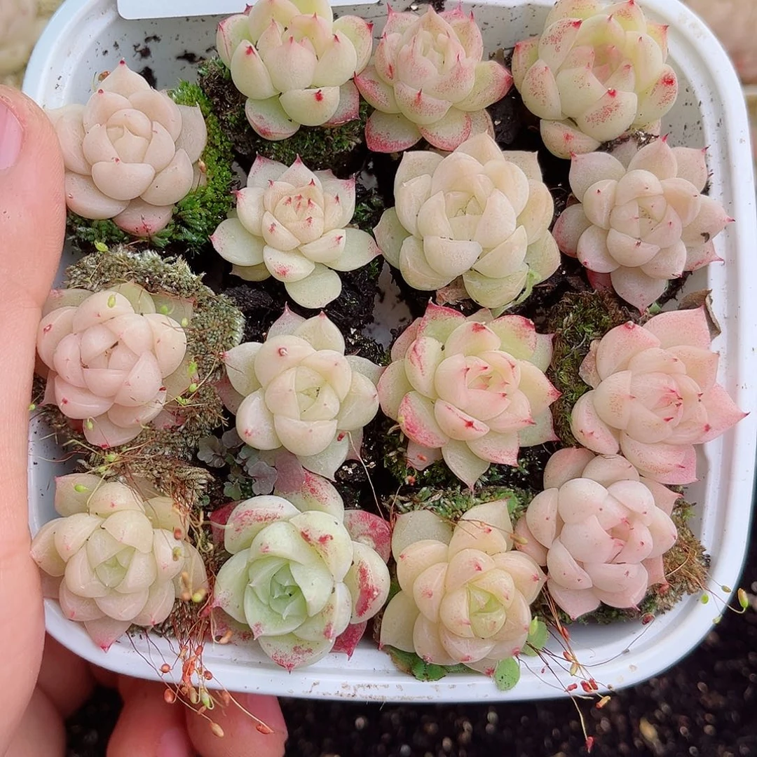 1-753 新疆西藏内蒙不发零度以下拍保温箱不拍不包损