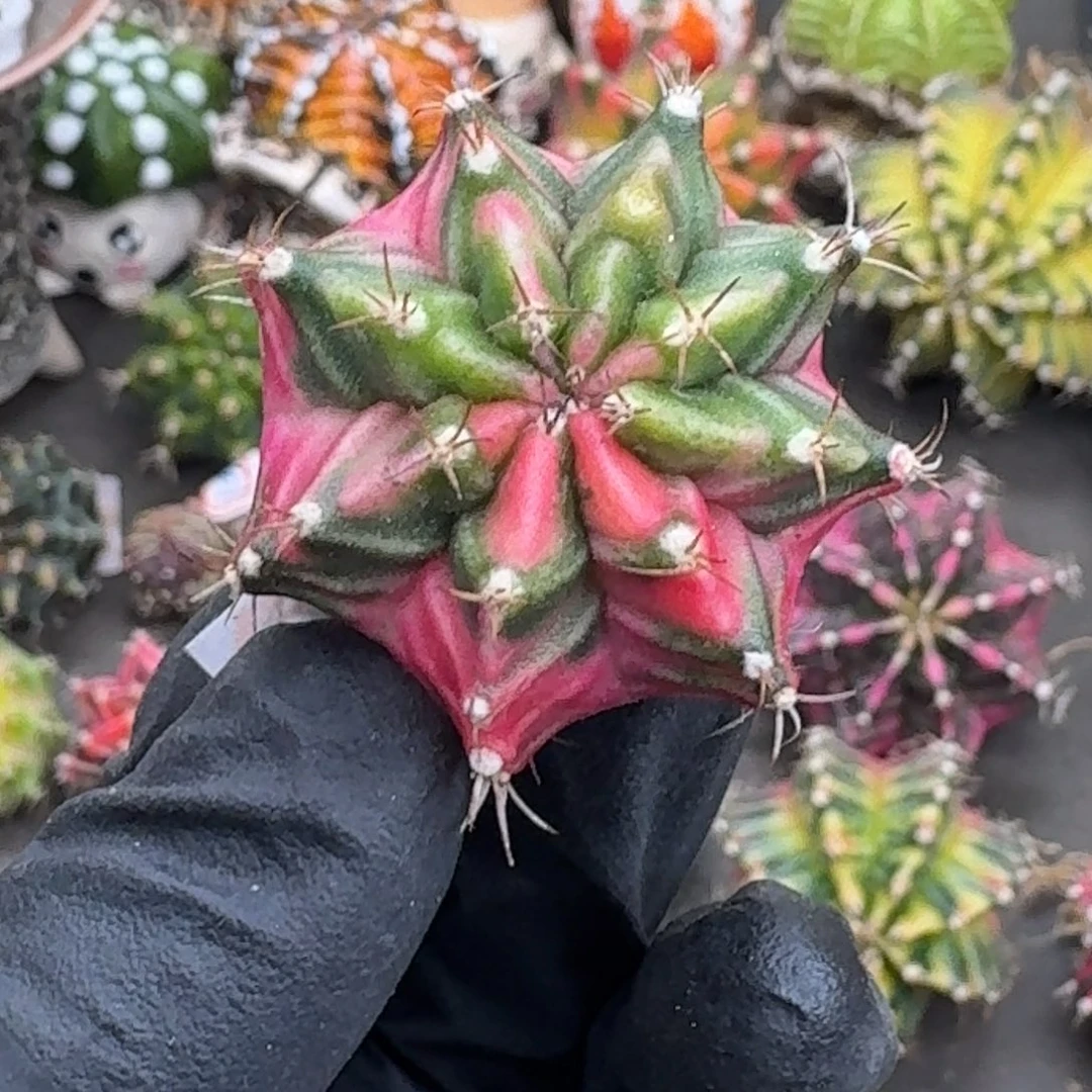 泰球侧芽米哈锦36号