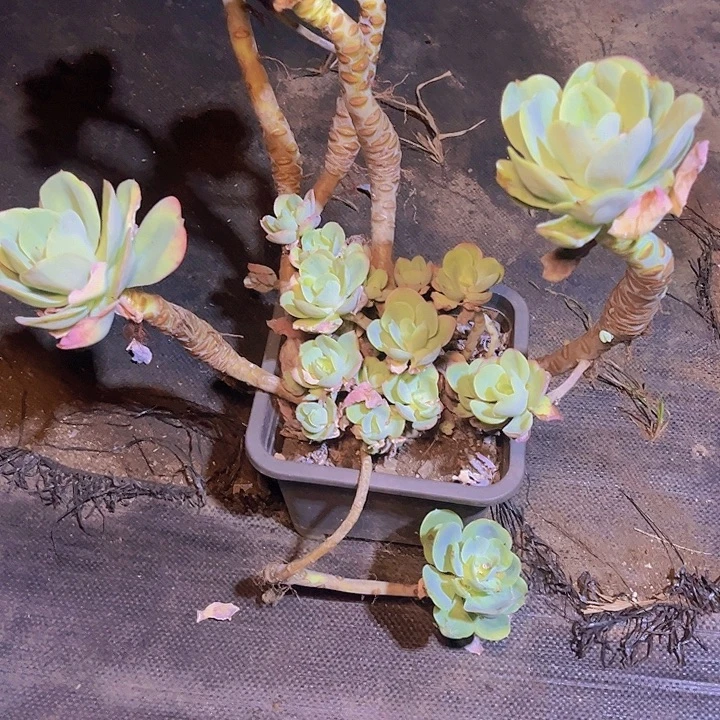 兰***沁在你身边是个人吧笑哈哈