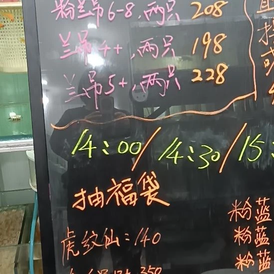 海水鱼蓝吊 5+两条
