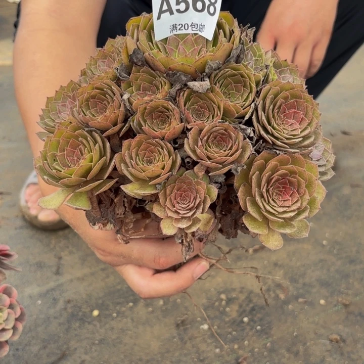 瑞妈多肉园艺568桃花石