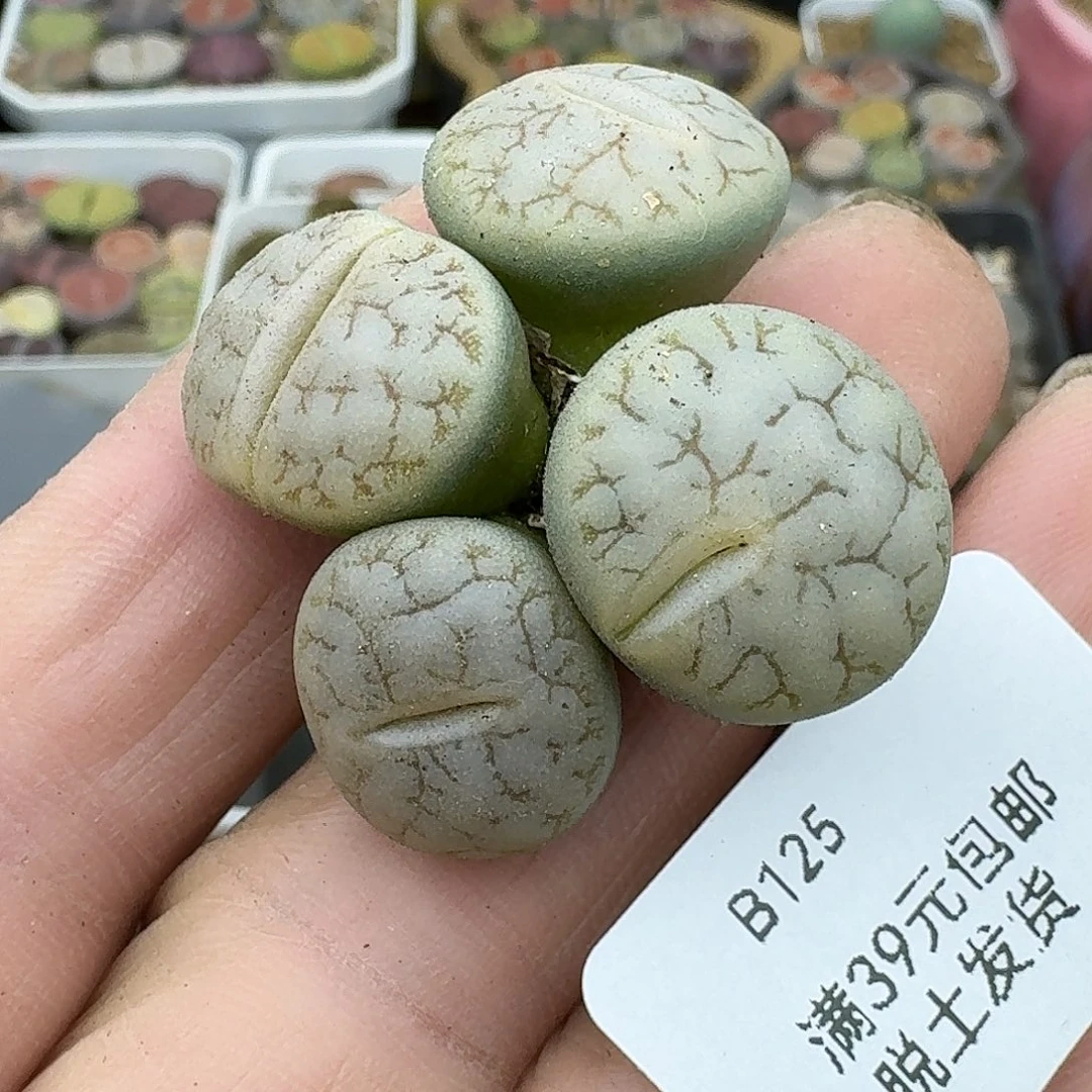125多肉哈哈哈哈哈哈哈
