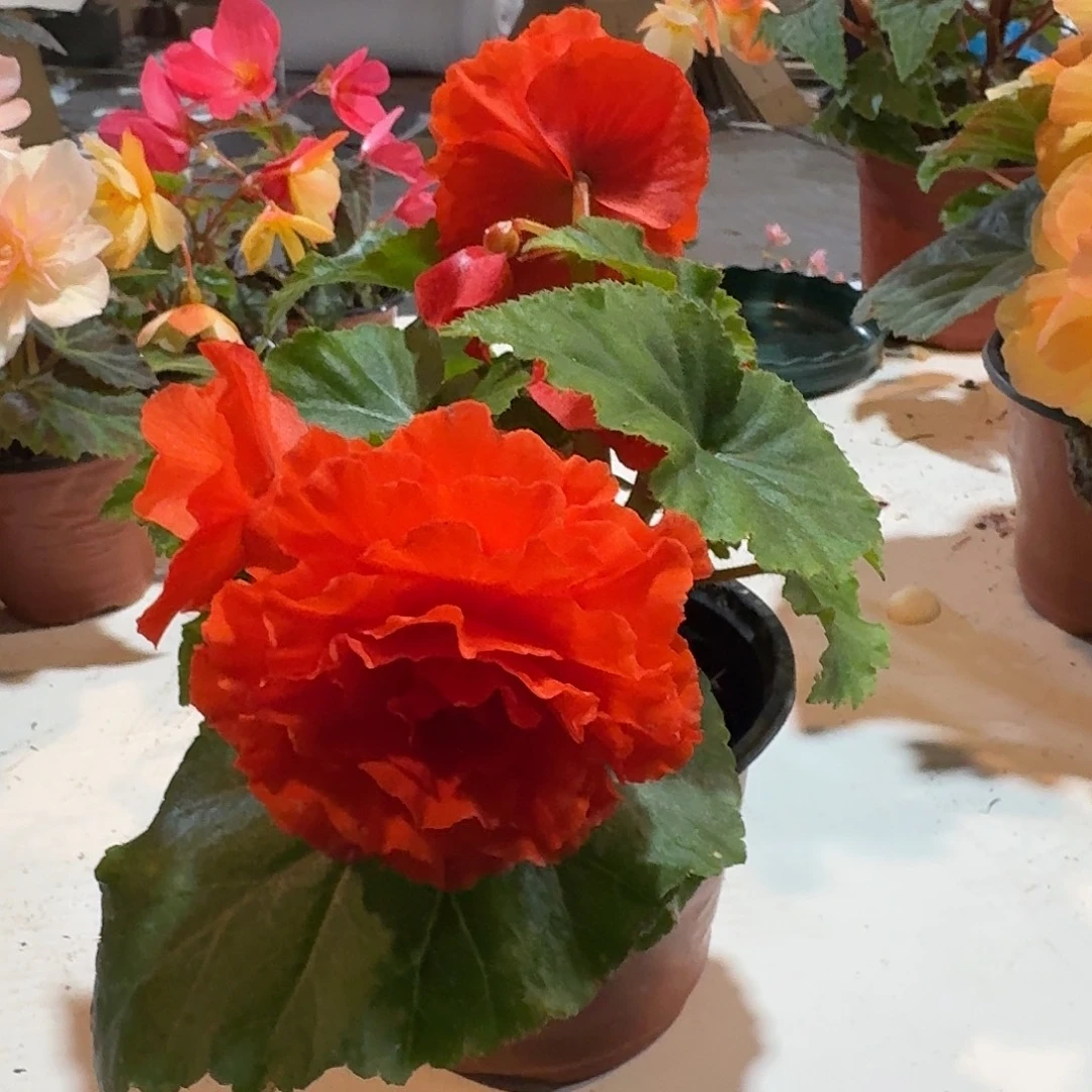 绿叶橙夫妻 求根海棠