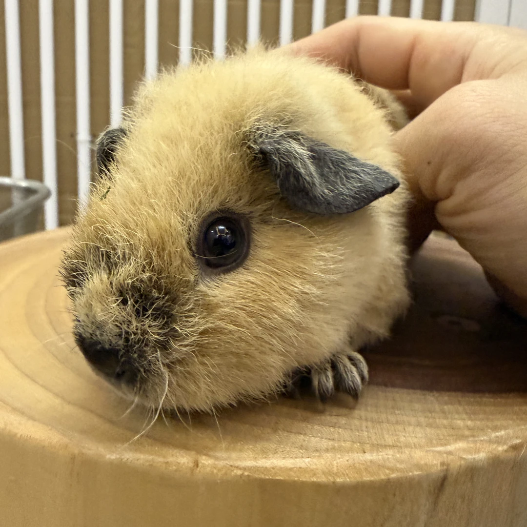 奶黄泰加荷兰猪妹妹无冠无翘旋无真菌一个月多大