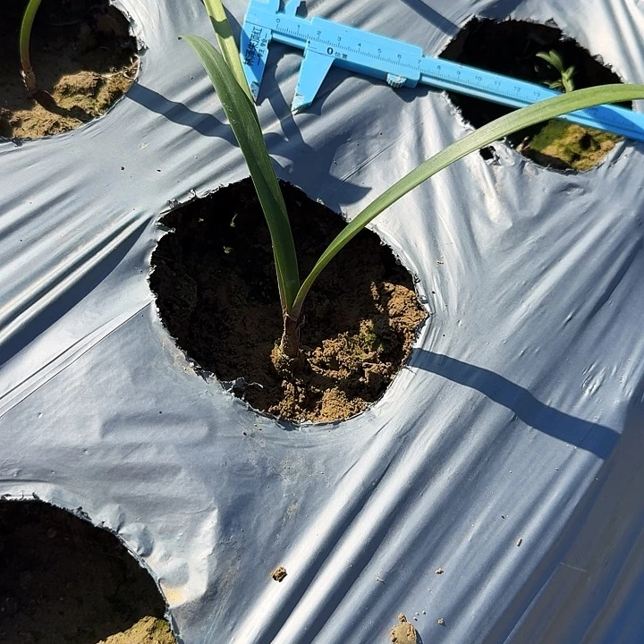 森之妖精朱顶红一棵1+