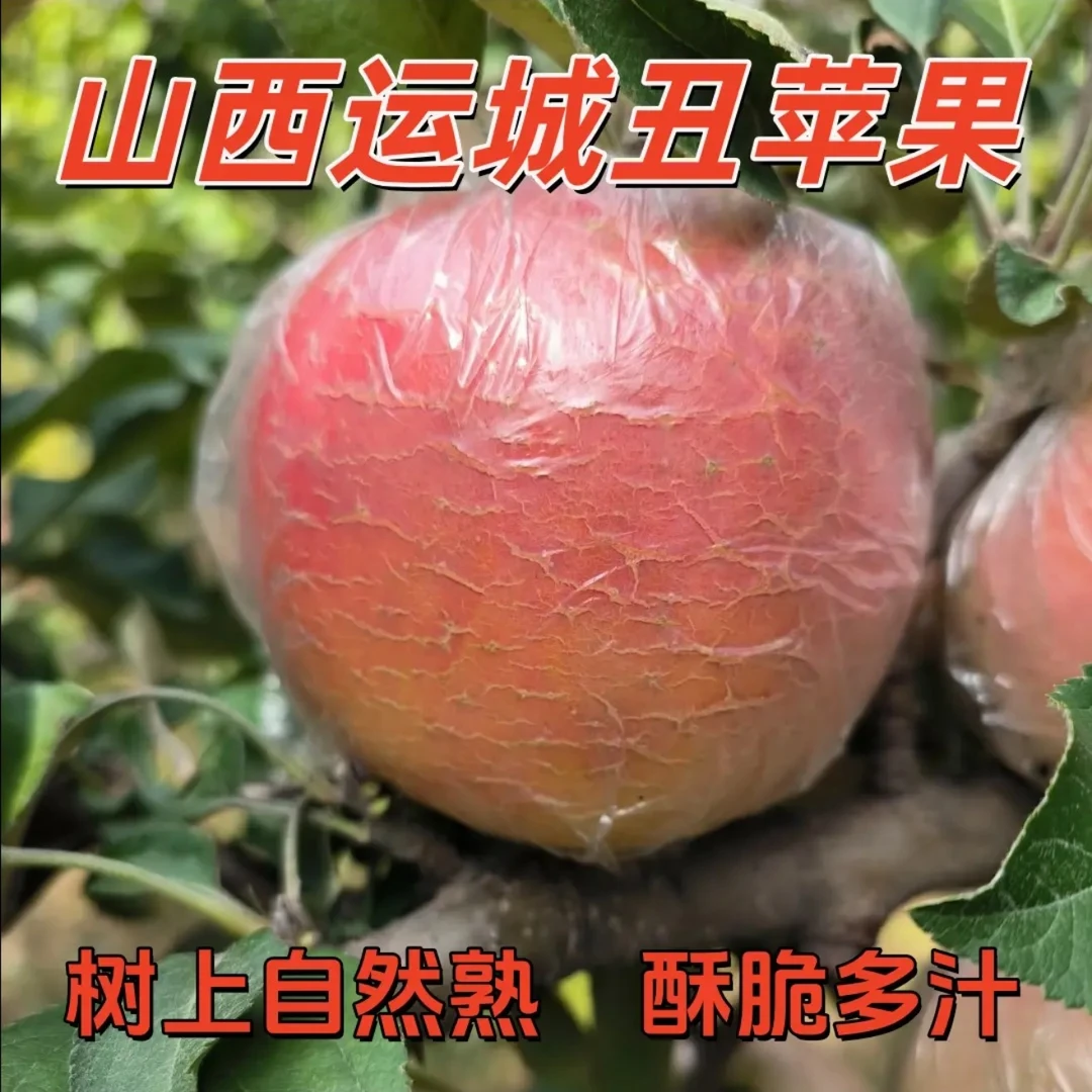 【小天蛋总专属】山西丑苹果黄土高坡冰糖心当季脆甜多汁苹果