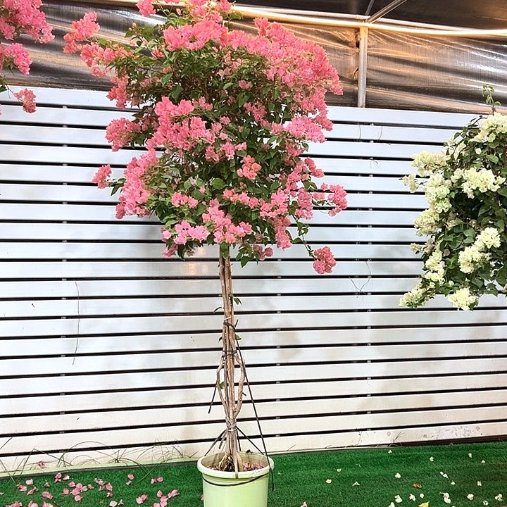 完全开放宝*阿努娜