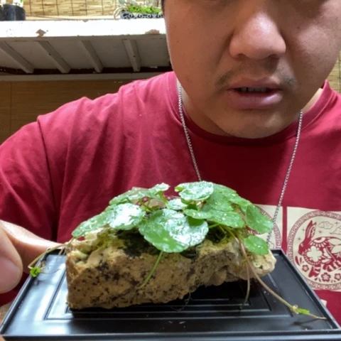 红陶一物一拍所见即所得159