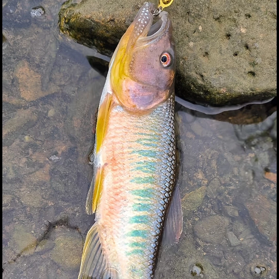 马口鱼发色观赏鱼原生鱼长鳍鱲宽鳍鱲南宽溪石斑鳑鲏溪流缸冷水鱼