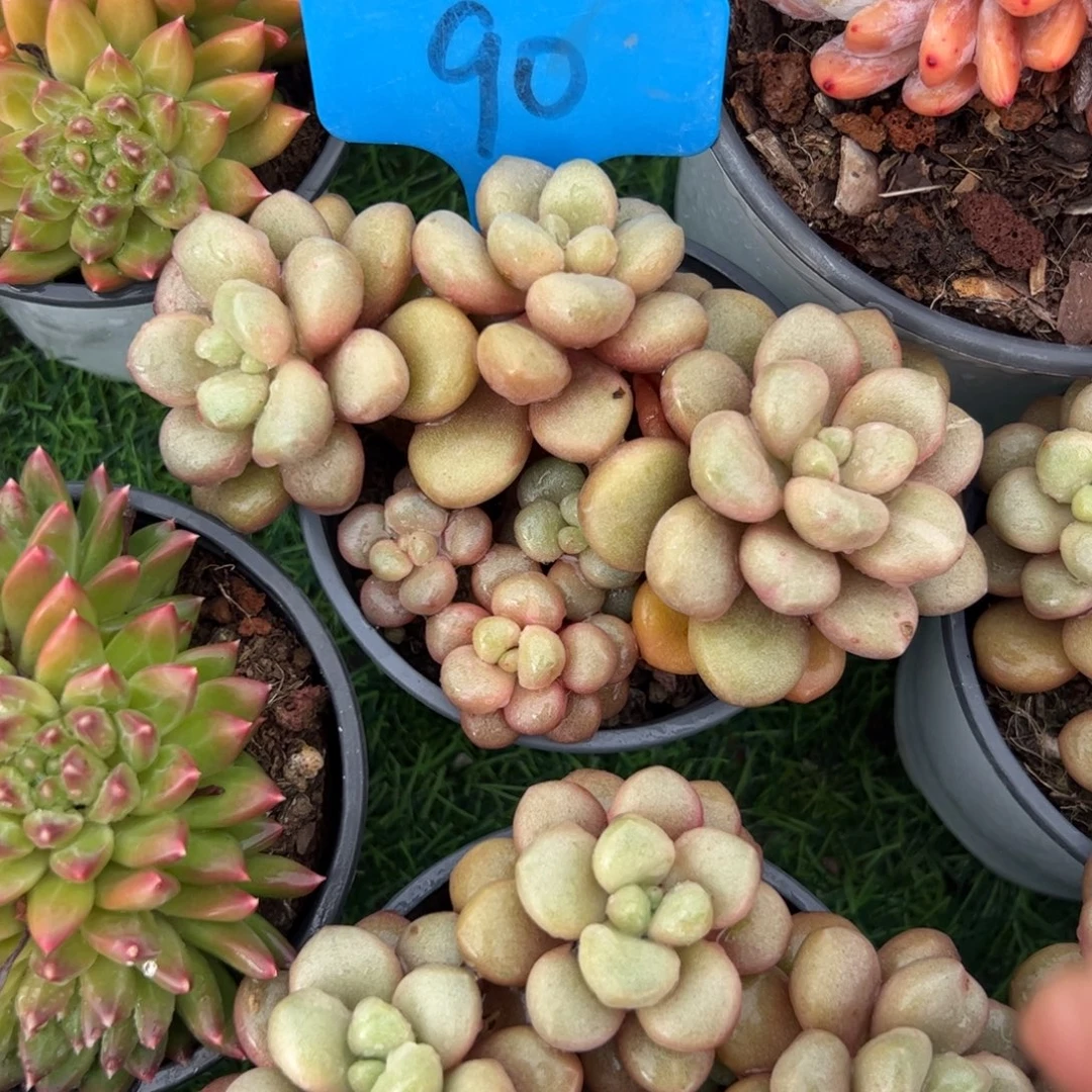 先锋派多肉植物保护