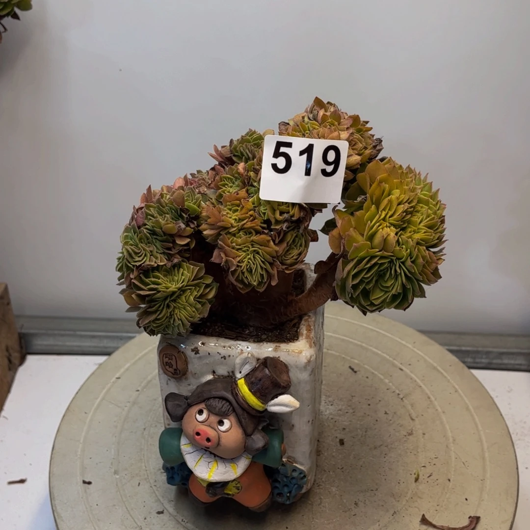 多肉植物万缀519，冠服17厘米