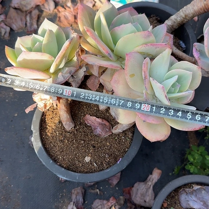 白凤744 多肉植物一物一拍