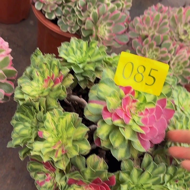 多肉植物福利085个