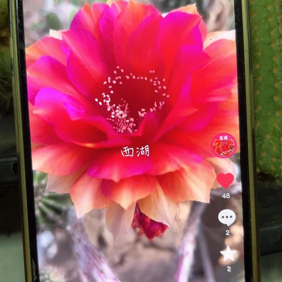 辣椒侧牙20包邮仙人球