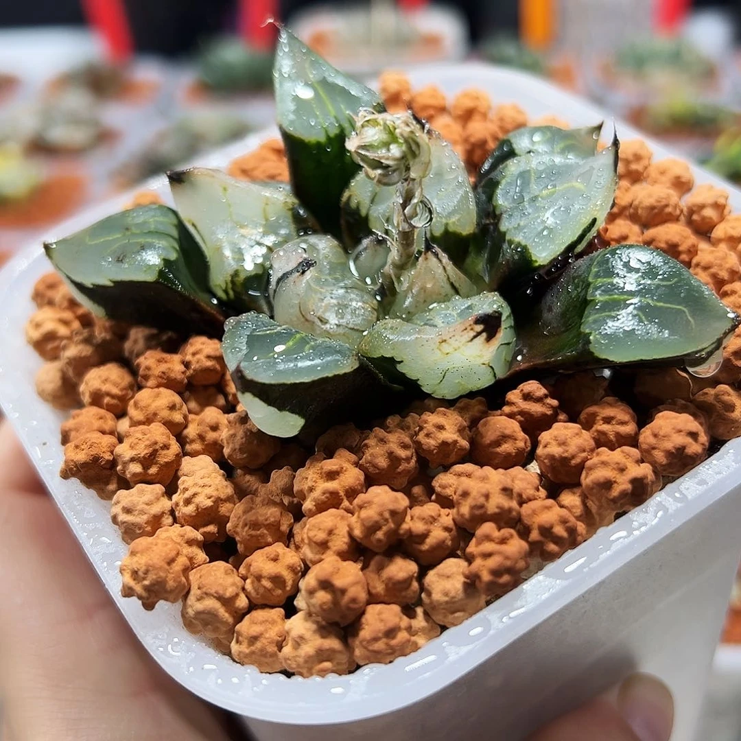 咱****玩十二卷多肉裹克1