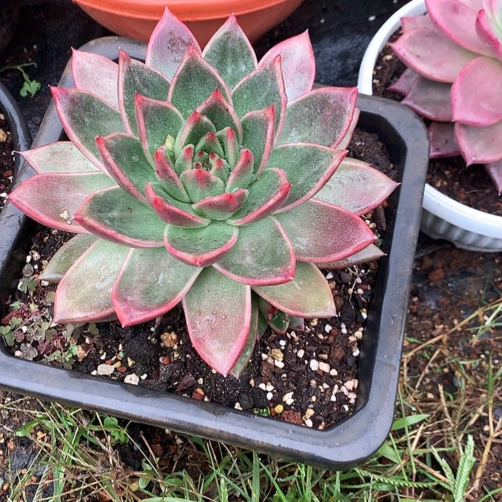 美肉特价活动开始啦