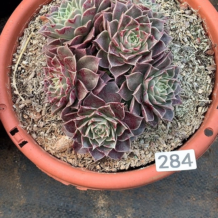 284杂 一物一拍多肉