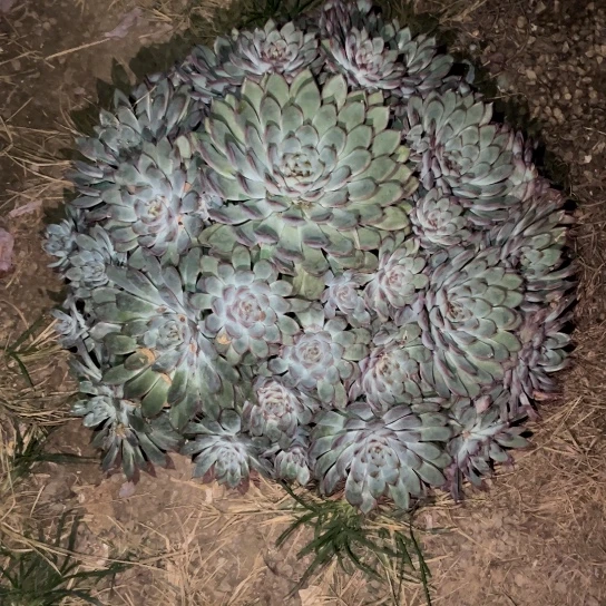 圣卡悬崖加荷花大群两个