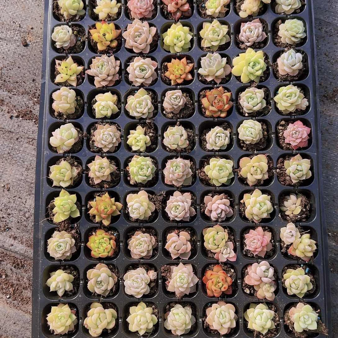 直播一物一拍多肉92