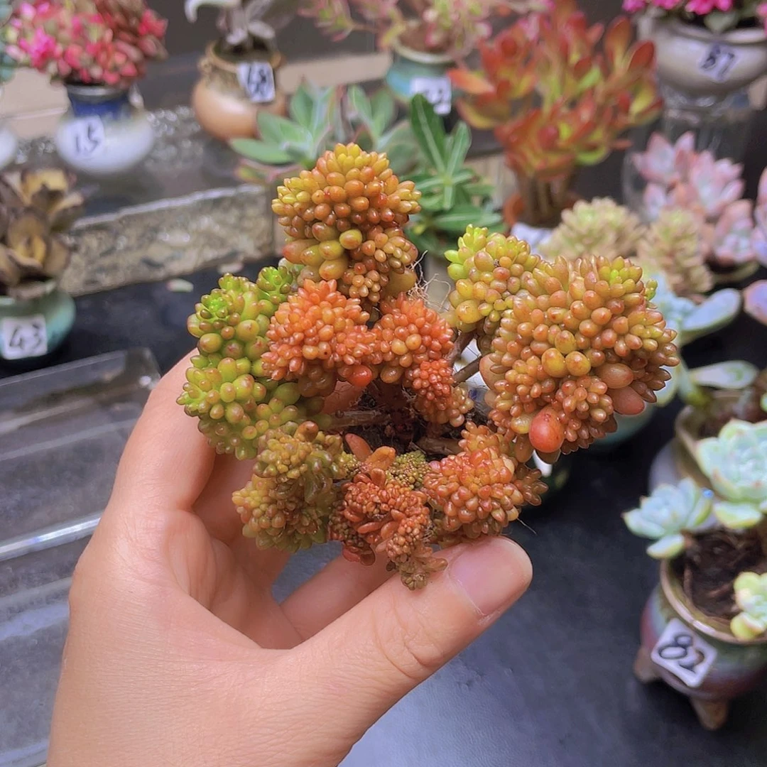 @****花钱花钱花钱花钱
