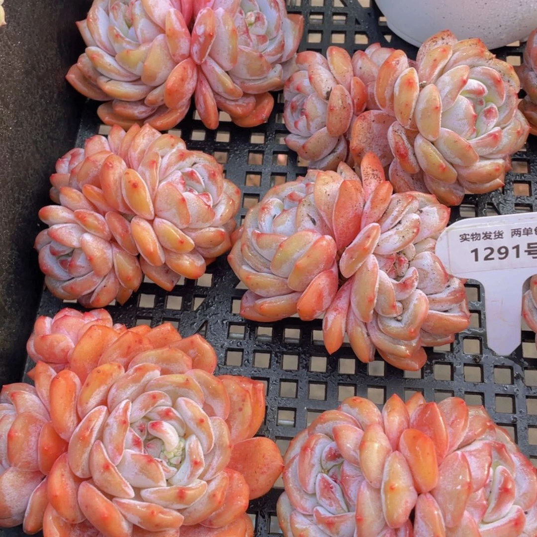 1291号老桩飘枝全状态韩橙双头起一个