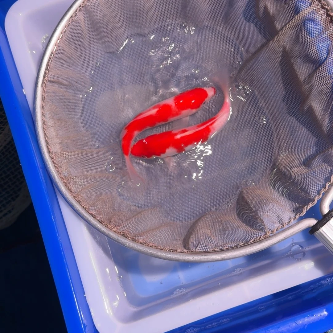 海水鱼精品锦鲤热卖中