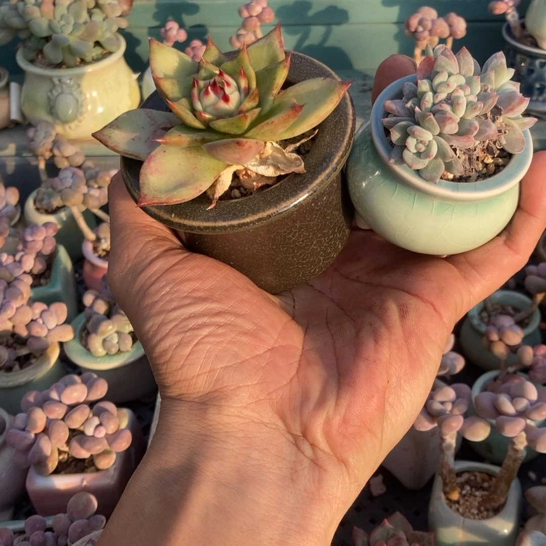 每***上蓝龙2颗带盆发货带盆
