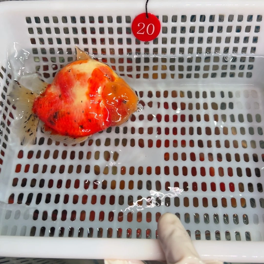 楠***澡金鱼你好吗我好想你