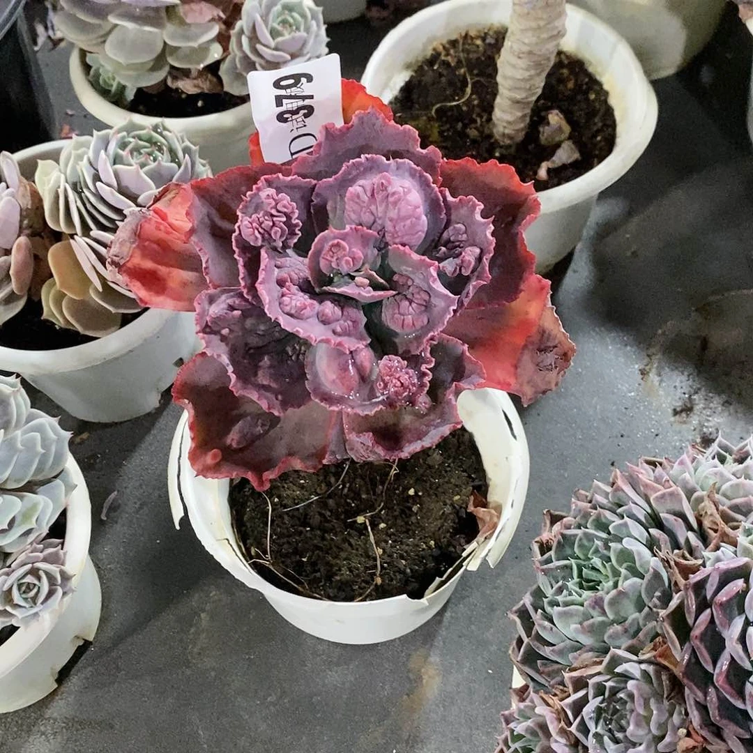 钟*379嘉年华多肉植物