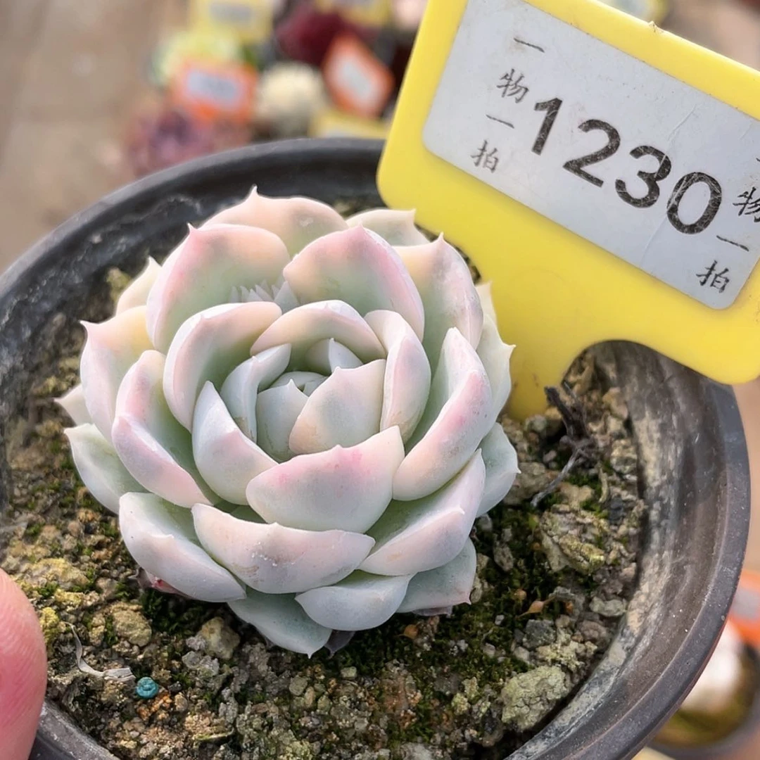 【闪购商品】1230号