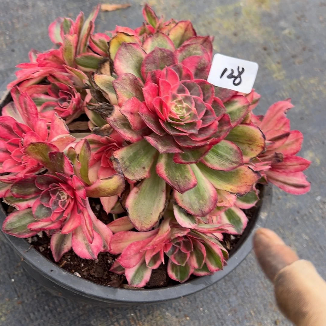 128黑魔锦多肉根系差多肉