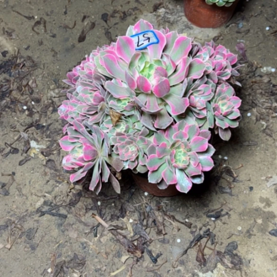 【闪购商品】粉女妖57