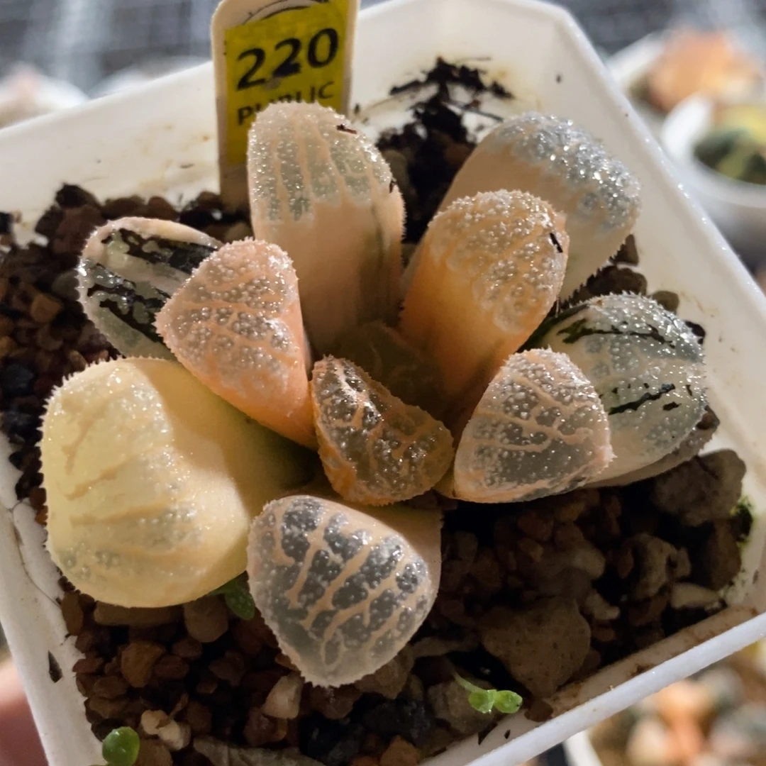 220湖斑摩多寿锦一物一图
