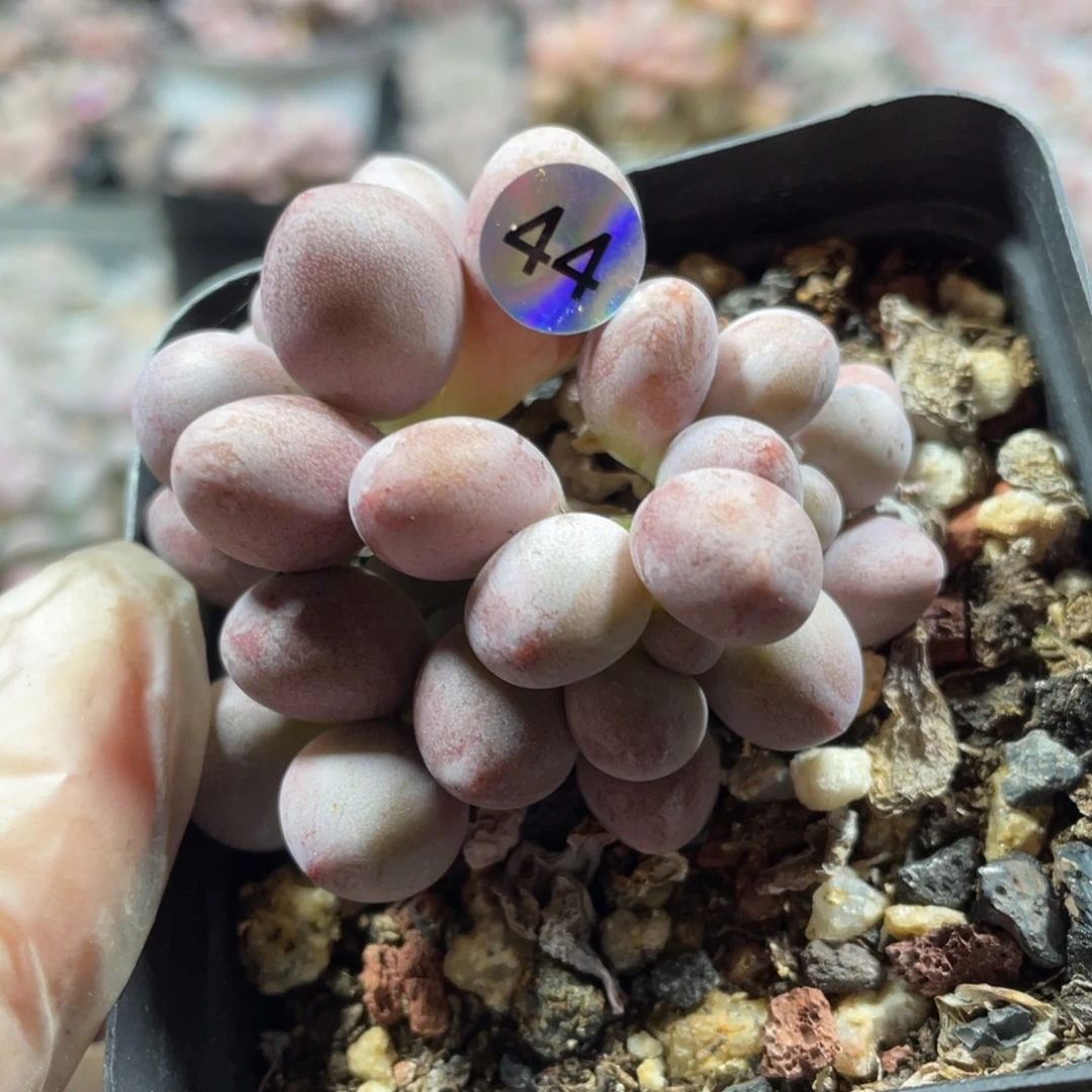 桃花奶酪血斑体多肉