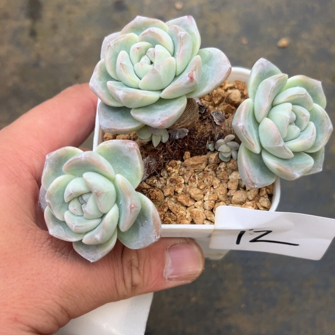 12专拍冰玉大粗腿老桩