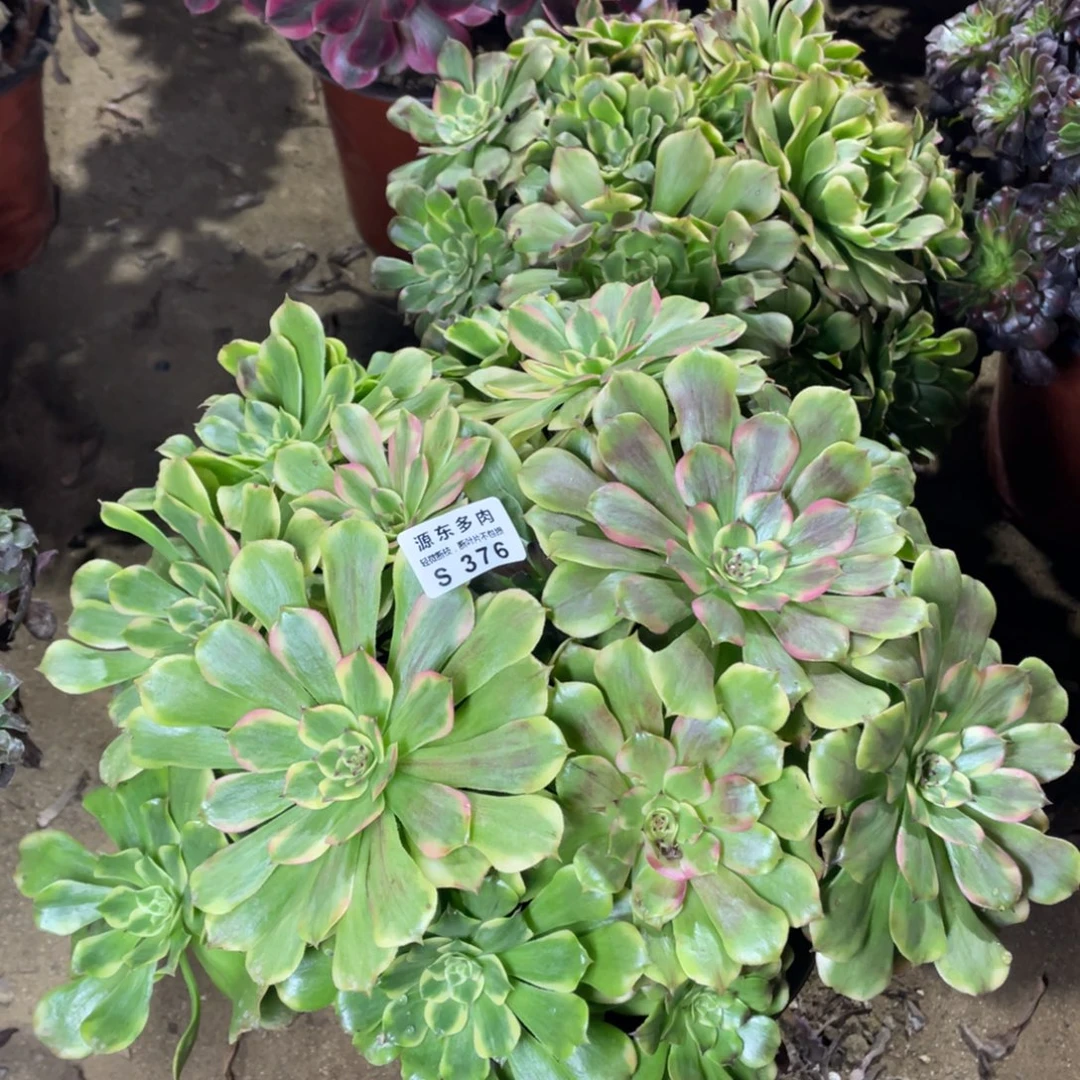 376沙皇多肉法师断枝不包