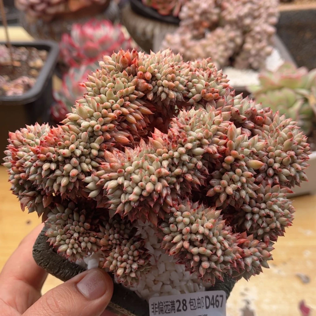 【闪购商品】467胖丁缀